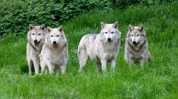 ​Wolves