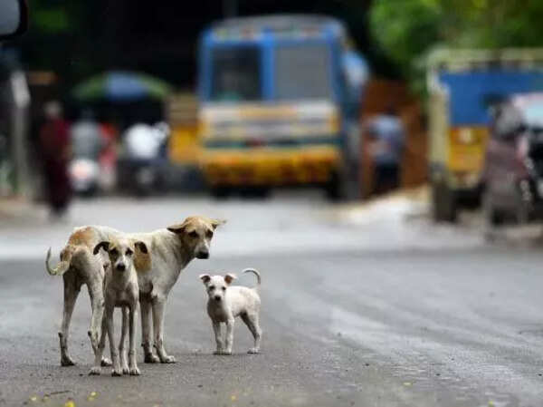 TMC revokes order on feeding strays inside hsg complex
