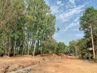 At Rachenahalli lake, STP in; 238 trees out