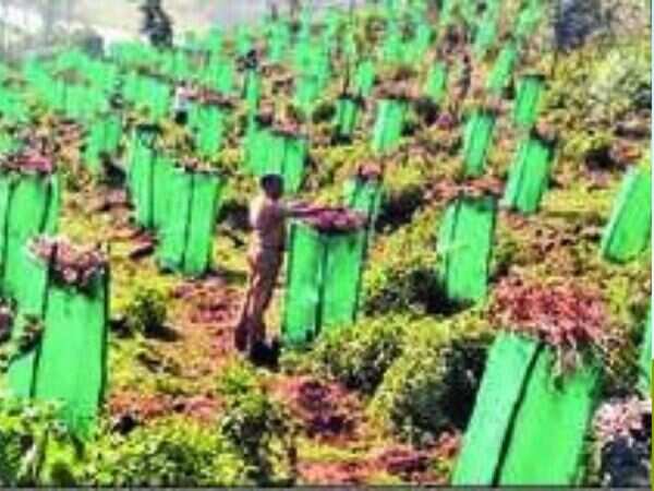 Tamil Nadu: Shola trees to turn barren land green in Nilgiris reserve forest