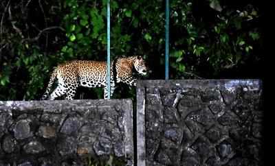 Leopard terror in Palghar, injures man, kills pet dog, calf