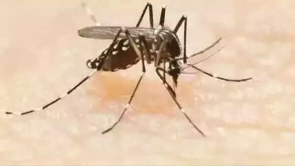 Goa govt warns of dengue mosquitoes breeding in housing complexes
