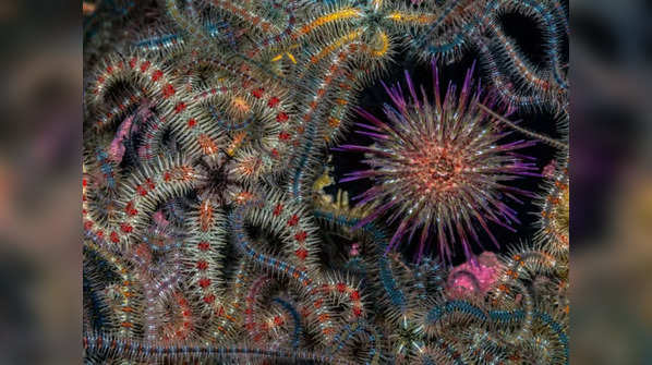 ​Purple sea urchin among brittle stars