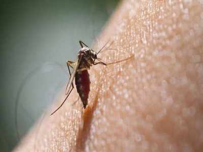 47 dengue cases in one Bengaluru locality