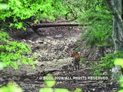 Coronavirus outbreak: Tiger Reserves, Sanctuaries and National Parks to remain closed in Assam till March 29