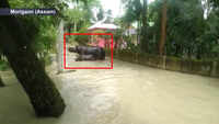 Assam floods: Two rhinos roam in residential area near Pobitora Wildlife Sanctuary 