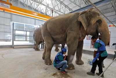 India takes a jumbo leap by launching its first hospital for elephants