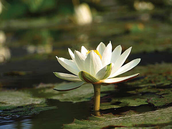 The visually appealing water lily's stem packs a flavourful punch