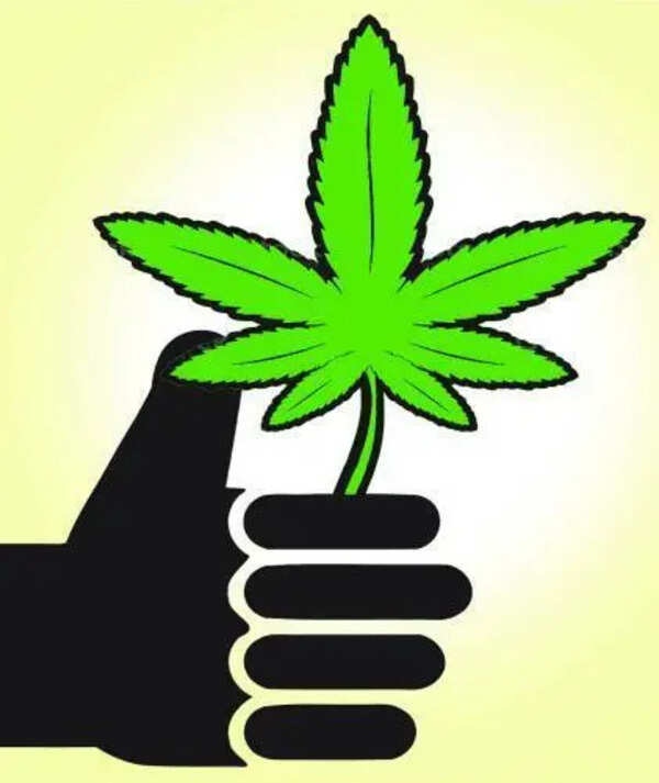 Police destroy cannabis saplings near Bhandup hill reservoir in Mumbai
