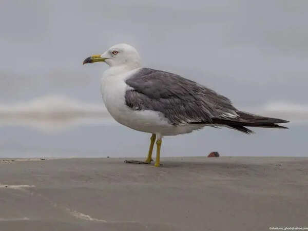 Black-tailed gull, bird from East Asia, makes India debut on Bengal beach