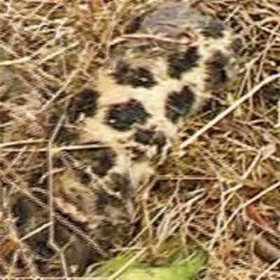 Forest officers deny foul play after leopard carcass found in SGNP