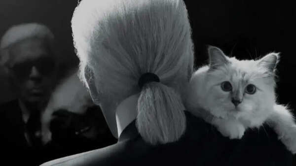 $200 million kitty: Meet Choupette, the world's richest cat, whose lifestyle would make Cleopatra envious