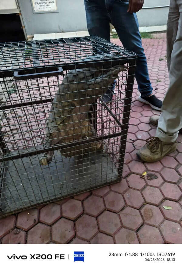 Pangolin rescued in Cuttack district