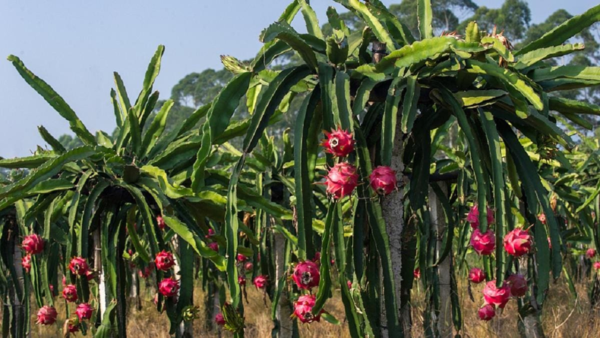 Severe heatwave in Terai region impacts dragon fruit production