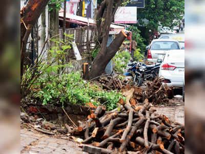 BMC’s picks for tree care: Towing firm, plastic seller