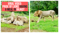 Viral video: Pride of lions having a meal in Rajkot 