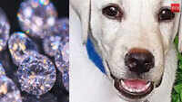 Teething pup gulps Rs 1.5 lakh diamonds 