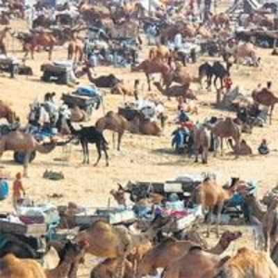 Camel-mania at Pushkar