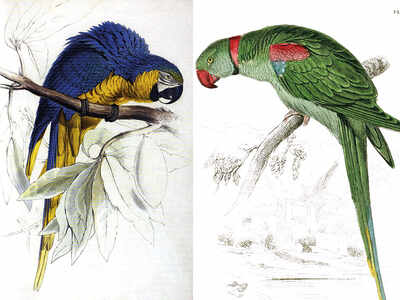 Edward Lear and the fine art of bird painting