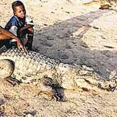 African village that treats crocs as '˜pets'