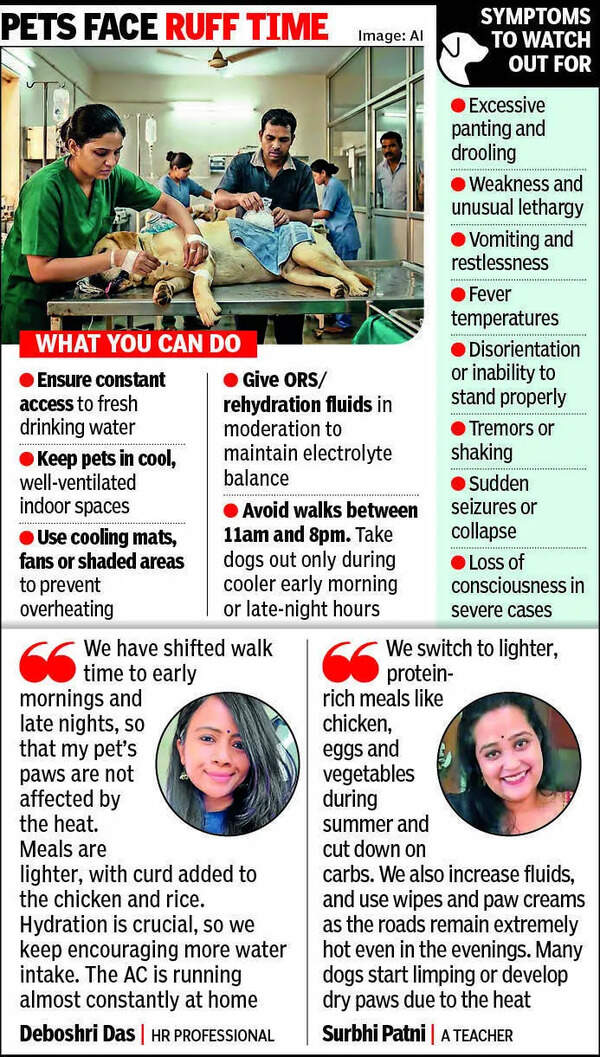 Ahmedabad’s heatwave has pet dogs panting for survival