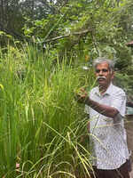 Retired police sub inspector cultivates basmati rice on terrace garden
