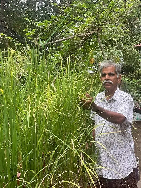 Retired police sub inspector cultivates basmati rice on terrace garden