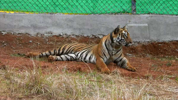 What happens to Zeenat will decide the fate of 15 tigers in India