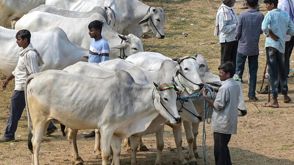 Not an essential part of Eid: Calcutta HC refuses to stay cattle slaughter restrictions ahead of festival