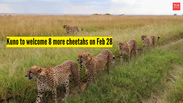 8 more African cheetahs to arrive at Kuno National Park on February 28, taking the total to 46