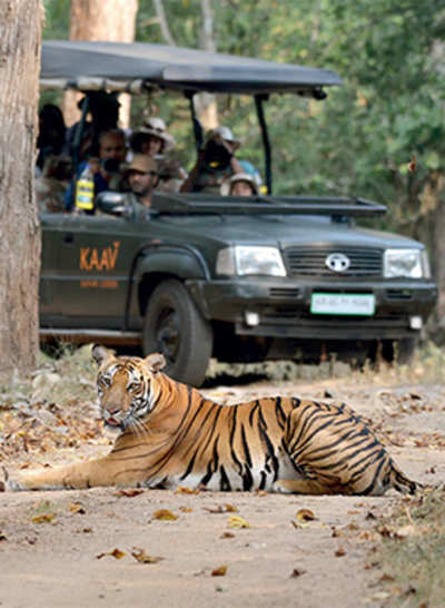 National tiger conservation authority asks state to tame jungle traffic, protect the big cat