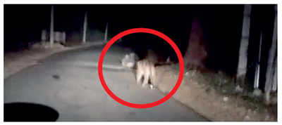 karnataka leopard: Karnataka: Leopard seen walking on Mysuru road