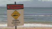65-year-old California man killed in shark attack in Maui, Hawaii 