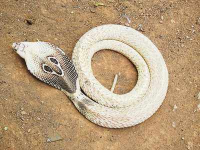 In Photos: Five-foot-long white adult Cobra rescued near Yelahanka Bagalur