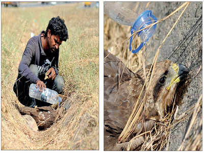 Bengaluru’s January heat is dehydrating birds