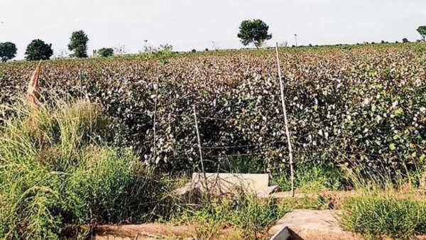 Rajasthan: As drone landings with drugs from Pak rise, villagers panic
