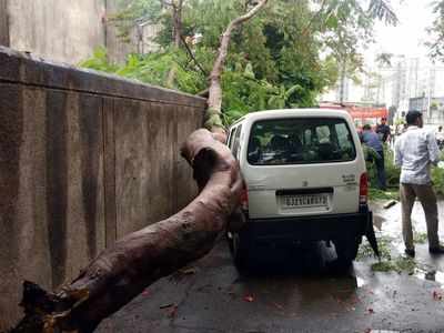 Mumbai: One dead after tree branch falls in Malad