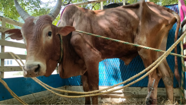 Jallikattu bull recovers from leg fracture thanks to innovative veterinary treatment