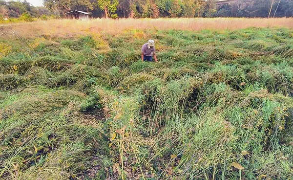 Unseasonal rainfall damages rabi crops& fruits across over 64,000 hectares in state; Ahilyanagar & Jalgaon hit most