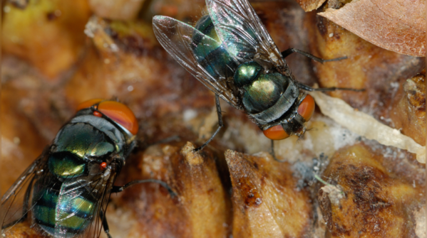 Fruit flies (1947)