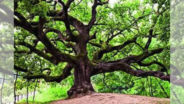 Oak culture and humans