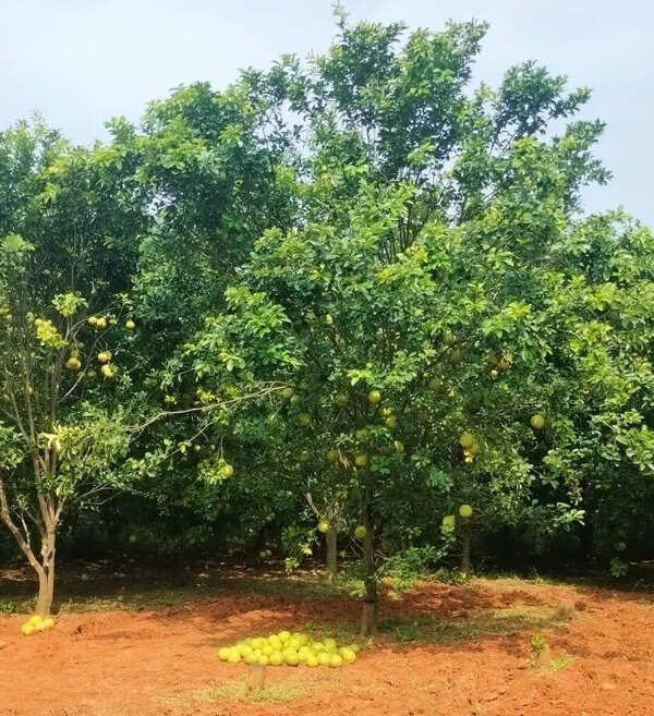 IIHR develops Arka Siva to revive Bengaluru’s vanishing GI-tagged Chakkota