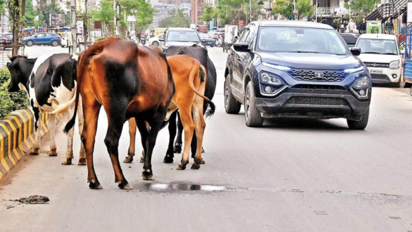 No ‘cattle class’ for these Bengal bovines
