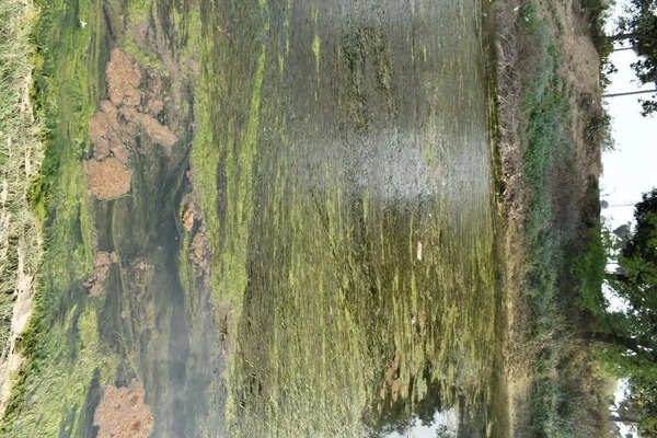Choked tributaries are making Gomti gasp for life