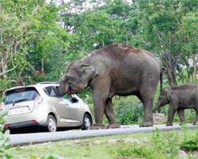 Bandipur elephant eats handbag, cards and all