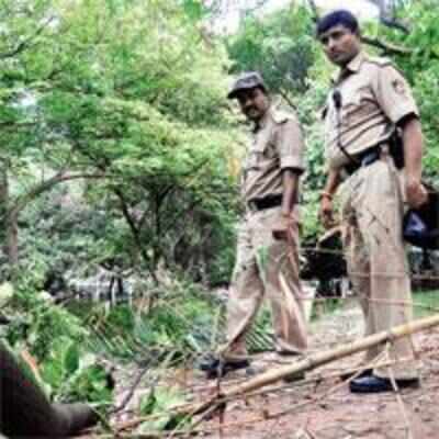 Last big sandalwood tree from Cubbon Park axed and stolen