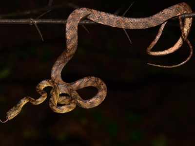 New snake species found, named after Shiv Sena chief Uddhav Thackeray's younger son Tejas