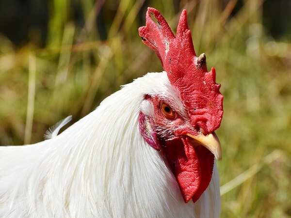 Maharashtra: Number of districts with bird flu deaths rises to 22
