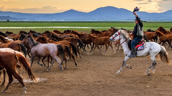 Turkey's Cappadocia region was home to free-roaming horses, then local cowboys began gathering them for guided photo tours, turning the iconic herds into a tourism attraction that's helping preserve them