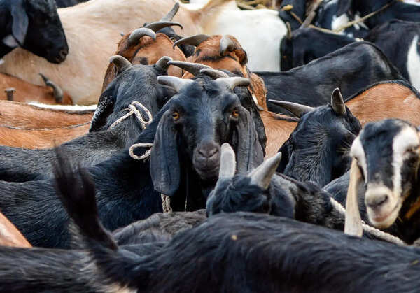 Action against illegal animal sacrifice for Bakrid: Sambhajinagar top cop